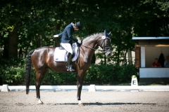 Dressage