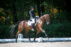 Dressage