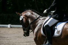 Dressage