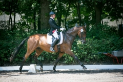 Dressage