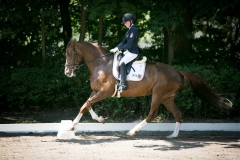 Dressage