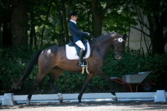 Dressage