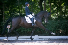 Dressage