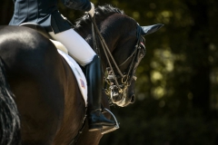 Dressage