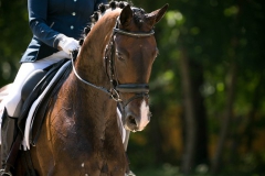 Dressage