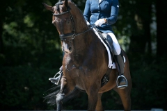 Dressage