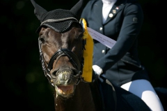 Dressage