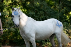 Dressage